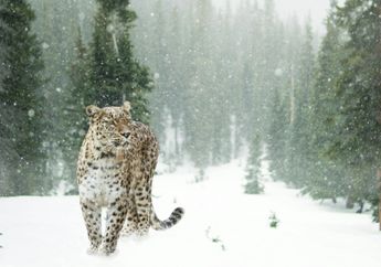 5 Arti Mimpi Dikejar Leopard, Tanda Bahaya Mengintai?