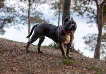 5 Arti Mimpi Digigit Anjing Menurut Primbon Jawa, Berkaitan dengan Rezeki dan Keberuntungan Jika...