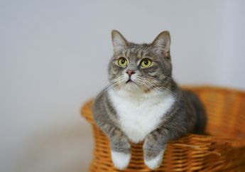 Tak Mau Bawa Anabul saat Mudik Lebaran 2024? Kamu Perlu Lakukan Beberapa Hal Penting Ini Sebelum Pergi