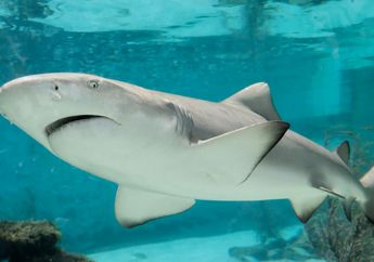 3 Arti Mimpi Hiu, Tak Selalu Jadi Tanda Bahaya, Berbahagialah Ada Seseorang yang Akan Menjagamu