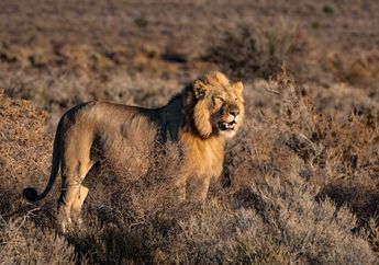 4 Arti Mimpi Ketemu Singa, Apakah Berkaitan dengan Sebuh Firasat?