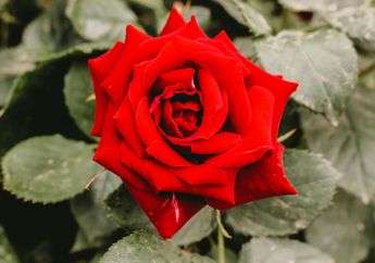 5 Arti Mimpi Memetik Bunga Mawar, Jangan Disepelekan, Konon Simbol Penyesalan hingga Kehilangan!