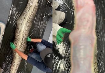 Viral Video Ular Piton Sepanjang 5,4 Meter Dibelah Perutnya, Semua Lari Ketakutan Saat Lihat Isinya