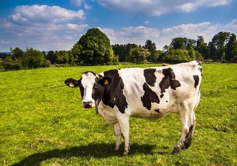 6 Arti Mimpi Membeli Sapi untuk Idul Adha 2024, Indikasi Ada Gejolak Batin