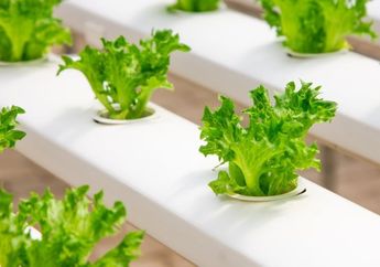 5 Shio Paling Cocok Jadi Petani Urban, Sabar dan Perhatian Banget Sama Tanaman