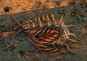 6 Arti Mimpi Dikejar Kelabang, Ada Peringatan Akan Kesehatan dan Masalah yang Tak Boleh Disepelekan