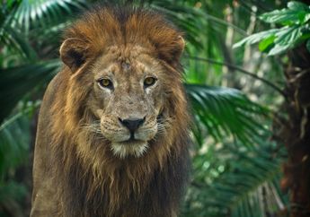 3 Arti Mimpi Singa, Hati-hati! Bisa Jadi Tanda Perasaan Frustasi yang Tak Kunjung Selesai