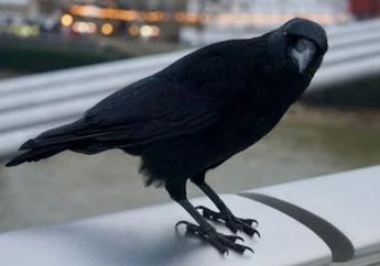 3 Arti Mimpi Burung Gagak Peringatan Agar Kamu Segera Lakukan Perubahan!