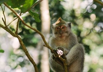 5 Arti Mimpi Memelihara Monyet, Pertanda Hubungan yang Rumit hingga Sifat Nakal, Simak Penjelasannya!