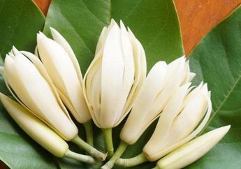 5 Arti Mimpi Kembang Kantil Menurut Primbon Jawa, Bisa jadi Tanda Hadirnya Roh Leluhur hingga Peringatan Soal Asmara