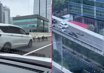 Viral, Gerombolan Kambing Lepas dan Bikin Macet JLNT Casablanca Jakarta Selatan, Pengemudi Abadikan Momen Unik dari Dalam Mobil