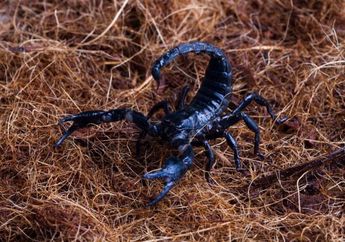 6 Arti Mimpi Makan Kalajengking, Pertanda Penyembuhan hingga Keberanian dalam Menghadapi Situasi Sulit