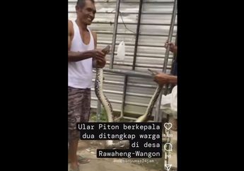 Geger Penemuan Ular Piton Berkepala 2 di Banyumas, Ditangkap di Kandang Unggas Ramai-ramai, Terungkap Fakta Sebenarnya