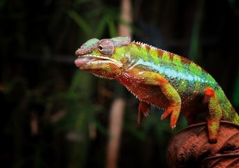 5 Arti Mimpi Dikejar Bunglon, Pertanda Positif atau Justru Negatif dan Harus Diwaspadai?