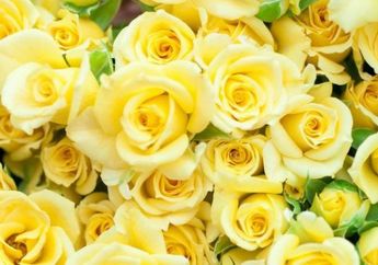 5 Arti Mimpi Mawar Kuning, Bisa jadi Simbol Kecemburuan hingga Harapan, Simak Penjelasannya