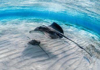 5 Arti Mimpi Melihat Ikan Pari, Siap-siap Hadapi Misteri dan Kejutan!