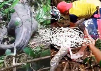 Astaghfirullah, Ditelan Ular Piton Usai Pulang Kerja, Wanita Ini Ditemukan Tak Bernyawa, Suami Syok saat Belah Perut Ular