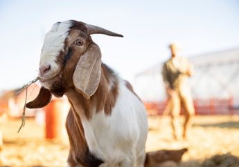 Jangan Asal Beli, Simak 5 Tips Memilih Hewan Kurban untuk Hari Raya Idul Adha 2025