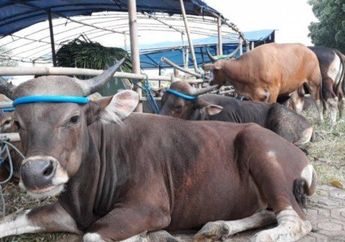 9 Tips Memilih Hewan Kurban Jelang Idul Adha 2024, Teliti Sebelum Membeli dan Pastikan Sapi atau Kambing Sehat dan Tidak Cacat