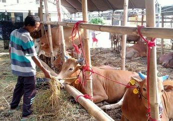 Jelang Idul Adha 2024, Cari Tahu Keutamaan Berkurban untuk Diri Sendiri dan Orang Tua, Lebih Prioritas Mana? Ini Penjelasan Ulama