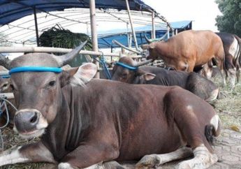 Syarat Berkurban saat Idul Adha 2025 Menurut Syariat Islam, Ternyata Ini Makna dan Keutamaannya