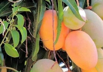 &nbsp;5 Arti Mimpi Kejatuhan Buah Mangga dari Pohon, Siapa Bilang Sial? Ternyata Punya Makna Ini