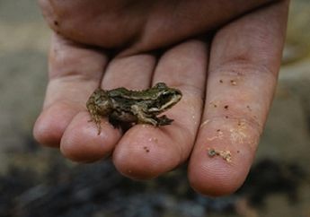 5 Arti Mimpi Menangkap Kodok, Waspadalah, Bisa jadi Pertanda Kecemasan dalam Dunia Nyata