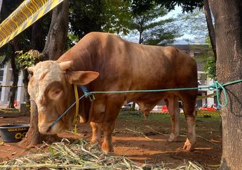 Ini Penampakan Sapi Kurban Presiden Jokowi dan Wapres Ma'ruf Amin di Masjid Istiqlal, Berat Lebih dari 1 Ton