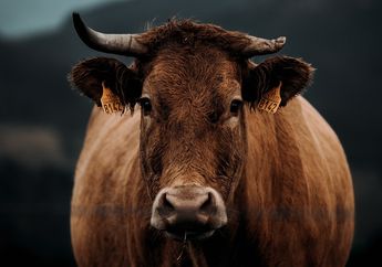 5 Arti Mimpi Memandikan Sapi, Tanda Dipenuhi Energi Negatif, Lepaskan Beban Emosional Anda