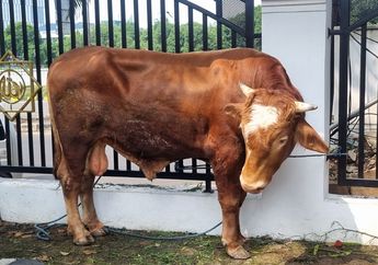 Daftar Harga Sapi Kurban untuk Idul Adha 2025 di Jawa Tengah, Mulai dari 15 Juta