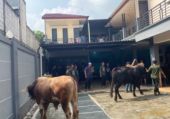 Ayu Ting Ting Kurbankan 2 Sapi Berukuran Jumbo