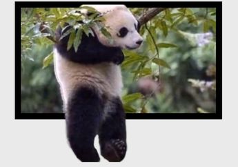 5 Shio Paling Suka Menggantungkan Hubungan, Apa Saja Alasannya?