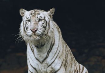 6 Arti Mimpi Dijaga Khodam dari Jin Jahat, Muncul Perasaan Aman dan Terlindungi oleh Entitas Spiritual