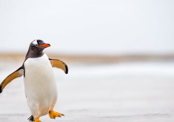 5 Arti Mimpi Pinguin Tenang Saja, Pertanda Baik dalam Hidup, Simak Penjelasannya