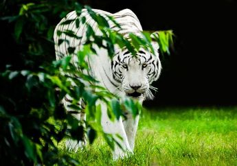 Arti Mimpi Bertemu Harimau, Apakah Pertanda Bahaya dan Ancaman?