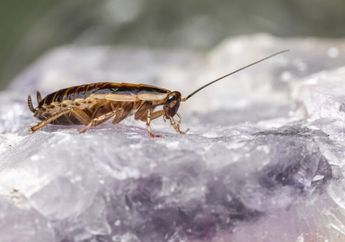 5 Arti Mimpi Dikejar Kecoa, Lambang Kecemasan dalam Hidup dan Keinginan Lari dari Masalah