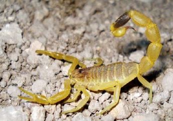 3 Arti Khodam Kalajengking, Melambangkan Kekuatan, Ketahanan hingga Transformasi