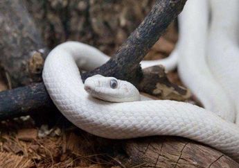 3 Arti Khodam Ular Putih Simpan Makna Mendalam, Lambang Pencerahan sampai Pembersihan Energi