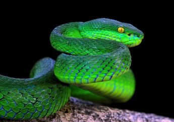 3 Arti Khodam Ular Hijau, Lambang Kebijaksanaan hingga Penyembuhan Spiritual