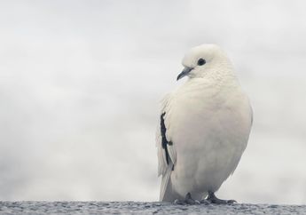 6 Arti Mimpi Kejatuhan Kotoran Burung, Ternyata Tak Selalu Pertanda Sial