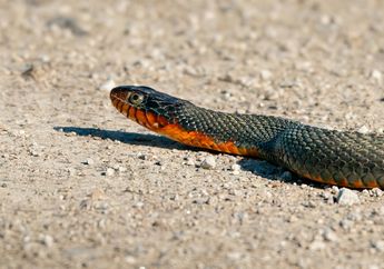 3 Arti Khodam Ular Hitam Jangan Khawatir, Maknanya Nggak Semengerikan Penampilannya