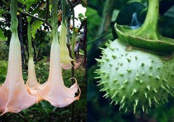 Innalillahi, Gegara Oplos Kecubung dengan Miras, Puluhan Warga Banjarmasin Dirawat di RSJ, 2 Meninggal Dunia