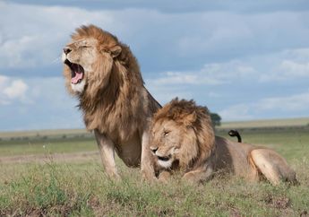 3 Arti Khodam Singa, Ternyata Punya Makna Mendalam dan Bagus, Simak Penjelasannya Berikut Ini