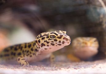 8 Arti Mimpi Tokek Menurut Primbon Jawa, Siap-siap Dapat Kekayaan Besar