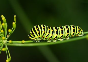 5 Arti Mimpi Kejatuhan Ulat Jangan Disepelekan, Awas Pertanda Ada Bahaya  Mengintai!