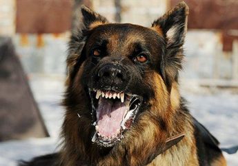 5 Arti Mimpi Anjing Menggonggong Jangan Disepelekan, Ada Pertanda Buruk dalam Hidup, Simak Penjelasannya