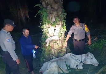 Nekat Curi Lembu, Dua Sekuriti di Simalungun Nyaris Tewas Dihakimi Massa