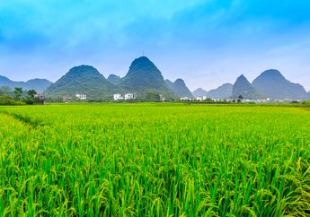 5 Arti Mimpi Melihat Sawah Bersama Pasangan, Ternyata Pertanda Saling Mendukung Hal Ini, Simak Penjelasannya