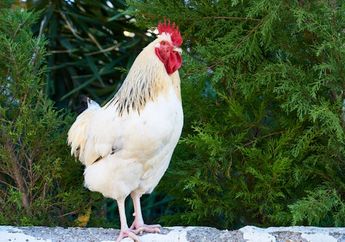 5 Arti Mimpi Dikejar Ayam, Ada Ketakutan, Kecemasan hingga Rasa Bersalah