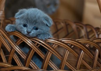 4 Zodiak Paling Gampang Berkecil Hati, Pisces Urutan ke-2 nih, Ada Siapa Lagi?